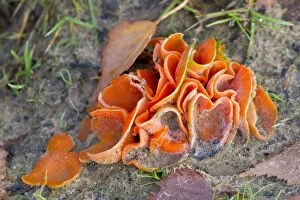 Images Dated 21st November 2010: Orange Peel Fungus - Cornwall - UK