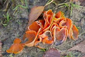 Decay Prints: Orange Peel Fungus - Cornwall - UK