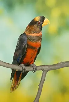 Lory Prints: Orange Phase Dusky Lory