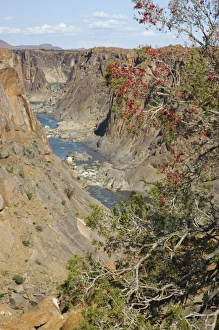 Images Dated 18th October 2005: Orange River below Augrabies Falls viewed from Arafat lookout. Karoo Boer-bean tree (Schotia afra)