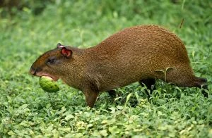 Images Dated 25th May 2006: Orange Rumped Agouti - carrying fruit CostaRica