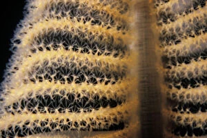Animalia Gallery: Orange sea pen, Ptilosarcus gurneyi, Sechelt