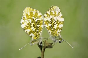 Orange-Tip BUTTERFLIES - pair mating