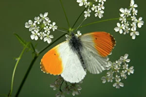 Anthocharis Gallery: Orange Tip Butterfly