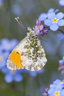 Butterflies & Insects Gallery: Orange Tip Butterfly