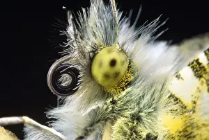 Orange-tip Butterfly - close-up of head - UK