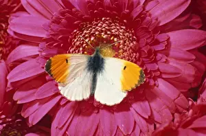 Orange Tip Prints: Orange-tip Butterfly Distribution: Widespread in Ireland & Southern Britain also in Scotland