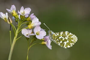 Orange Tip Butterfly - Female - Roosting - Lancashire - UK