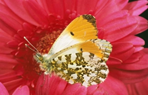 Orange-tip BUTTERFLY - male on pink gerbera flower, side view Orange-tip BUTTERFLY - male on pink gerbera flower, side view