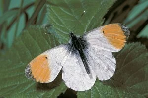 Orange-tip BUTTERFLY - male, at rest on leaf, with wings open