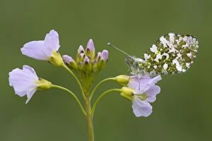 Images Dated 22nd April 2007: Orange Tip Butterfly - male - resting on Cuckoo flower - Cannock Chase - Staffordshire
