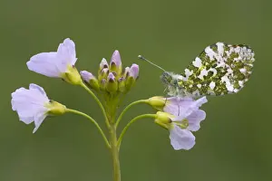 Orange Tip Butterfly - male - resting on Cuckoo flower - Cannock Chase - Staffordshire