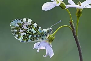 April Gallery: Orange Tip Butterfly - male resting on Lady's Smock flower - April