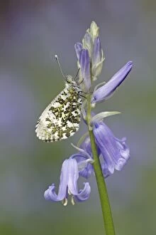 Images Dated 27th May 2013: Orange Tip Butterfly - resting on Bluebell flower