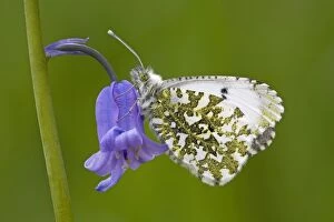 Butterflies & Insects Collection: Orange Tip Butterfly - resting on Bluebell flower - Cannock Chase - Staffordshire