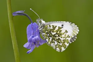 Orange Tip Butterfly - resting on Bluebell flower - Cannock Chase - Staffordshire
