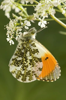 Orange Tip Butterfly - resting on Cow Parsley