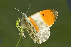 Butterfly Prints: Orange Tip Butterfly - resting on Cow Parsley Norfolk UK
