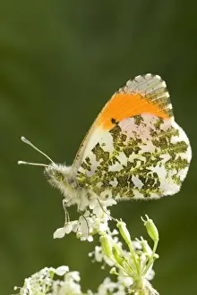 Orange Tip Butterfly - resting on Cow Parsley Norfolk UK