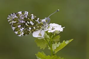 Images Dated 22nd April 2007: Orange Tip Butterfly - resting on Garlic Mustard flower - Cannock Chase - Staffordshire
