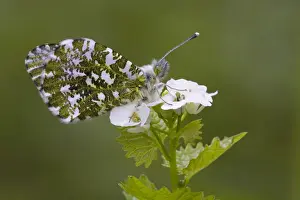 Orange Tip Prints: Orange Tip Butterfly - resting on Garlic Mustard flower - Cannock Chase - Staffordshire