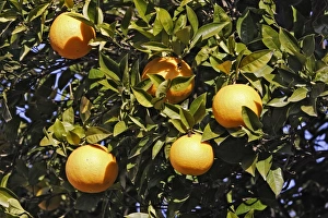 Images Dated 23rd December 2005: orange - on tree. France