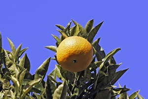 Images Dated 23rd December 2005: orange - on tree. France