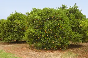 Orchards Prints: Orange tree plantation - ripe fruits are hanging from orange trees in an orchard in Mildura
