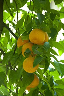 Andalusian Gallery: Orange trees in palace garden, Alcazar (Reales)