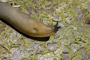 Images Dated 31st July 2007: Orange variety of the large black slug Arion ater agg crawling on log with pneumostome or