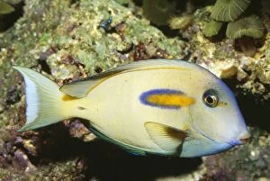 Images Dated 3rd September 2009: Orangeband Surgeonfish - Hawaii to Japan