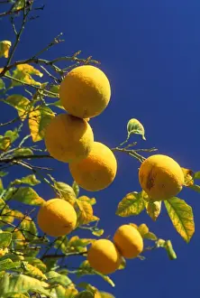 Fruit And Veg Prints: Oranges