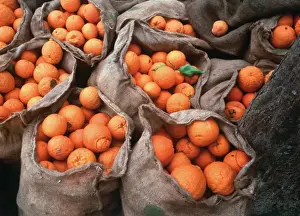 Fruit And Veg Prints: ORANGES IN SACKS - under an olive tree ready for transporting