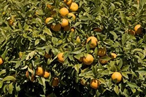 Fruit & Veg Gallery: Oranges - on tree