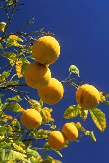 Oranges - on Tree with Leaves