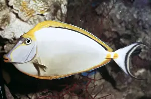 Red Sea Prints: Orangespine Unicorn / Surgeon / Tang Fish Naso lituratus - Red Sea / Indian Ocean