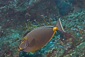 Images Dated 15th April 2007: Orangespine Unicornfish - popular in the aquarium trade because of their bright colours these fish