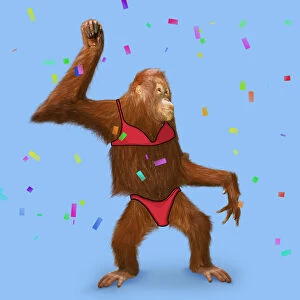 Orangutan in bikini - Pongo pygmaeus. Digital manipulation