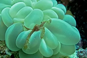 Orangutan Crab - by Bubble Coral - The long hairs on the body of this crab enable it to attach small particals as camouflage. Sometimes only the orange eyes can be seen protruding from the hairy body. Indonesia Indonesia