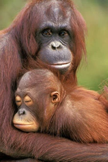 Images Dated 23rd February 1974: Orangutan - mother with baby 4MP275