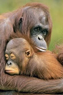 Holding Collection: Orangutan - mother with young. 4Mp272