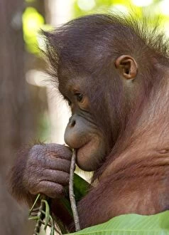 Orangutan / Orang Utan