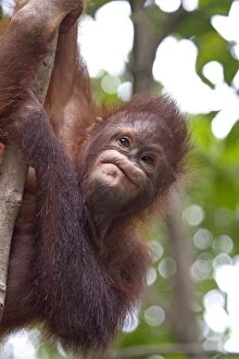 Images Dated 19th August 2010: Orangutan / Orang Utan