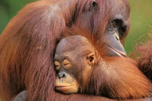 Holding Collection: Orangutans 4Mp278
