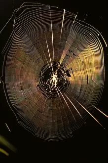 An Orb-weaver spider (fam. Araneidae) in side-lit web