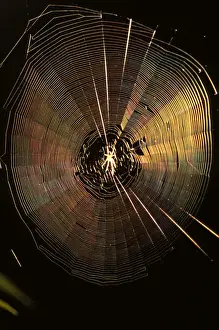 Orb Weaver Prints: An Orb-weaver spider (fam. Araneidae) in side-lit web