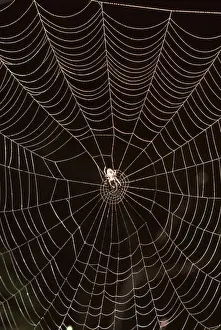 An Orb-weaver spider (fam. Araneidae) in web