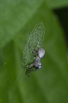 Banded Gallery: Orb Weaver Spider - with Planthopper, Membracidae Family, prey on web with stabilimentum pattern