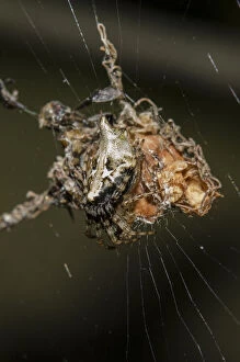 Orb-weaver Spider - on web nest - Klungkung, Bali, Indonesia Date: 05-Nov-04