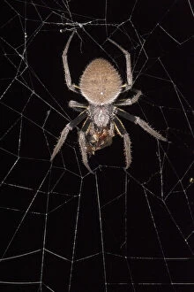 Images Dated 27th June 2011: Orb weaving spider and prey (Araneidae)